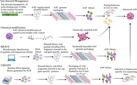 rational formulation for aav